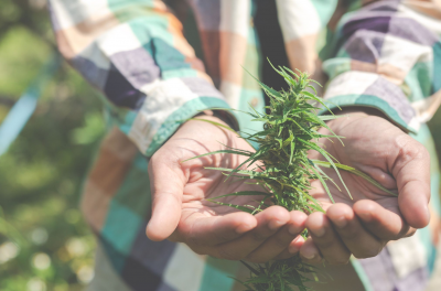 Ganja Medis: Penyakit Apa Saja yang Membutuhkan Ganja Medis